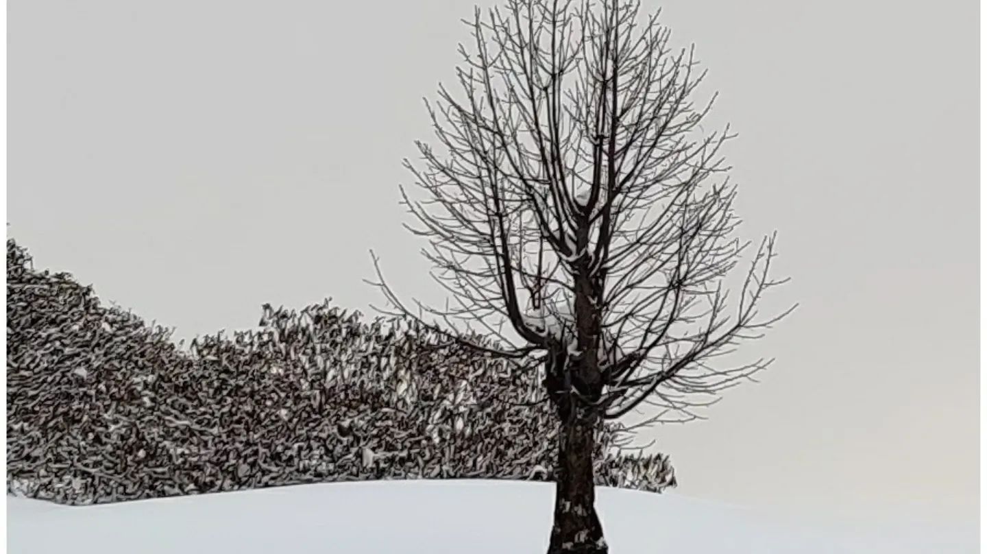 Kedarkanth Trek - tree with shredded leaves amidst snow covered planes
